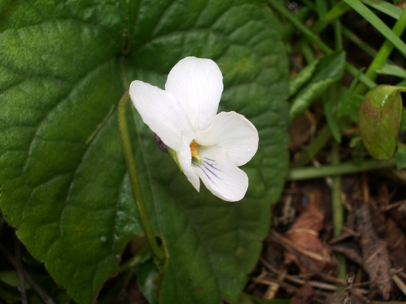 Viola alba